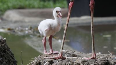 Tierkinder im Zoo Rostock 