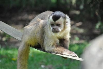 Schatzsuche im Zoo