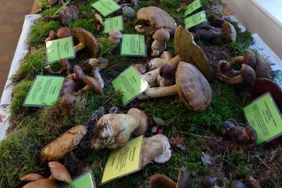 Traditionelle Pilzausstellung