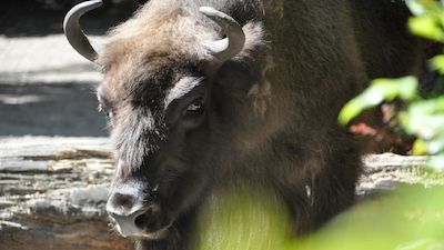 Laternenwanderung – Tiere des hohen Nordens