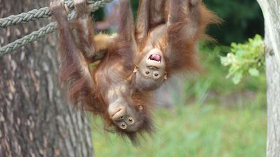 Kurzfilmtage im Zoo Rostock