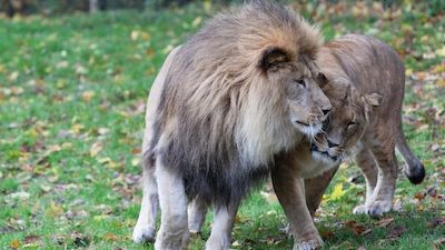 Führung am Valentinstag: Das Liebeswerben der Tiere