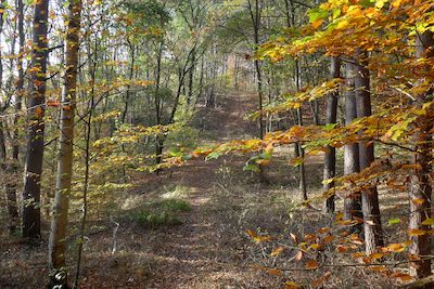 Unterwegs am Grünen Band - Wanderung im Testorfer Wald 