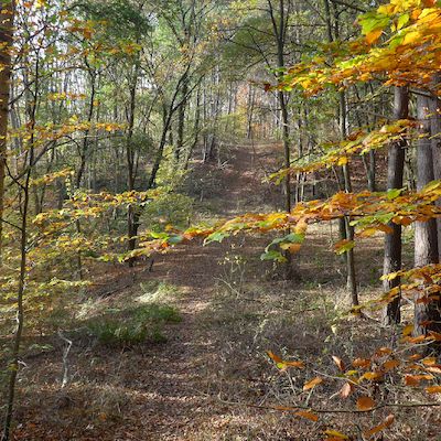 Unterwegs am Grünen Band - Wanderung im Testorfer Wald 