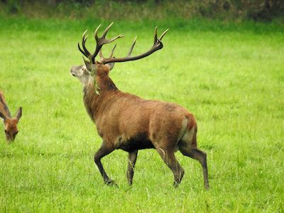 Unterwegs mit dem Ranger - Zur Brunft der Rothirsche