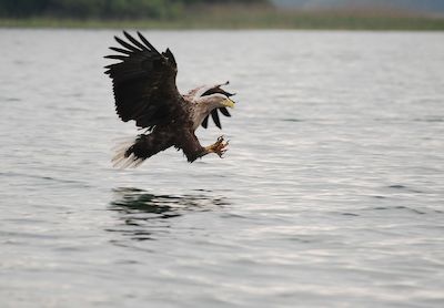 Unterwegs mit dem Ranger - Ins Jagdrevier des Seeadlers