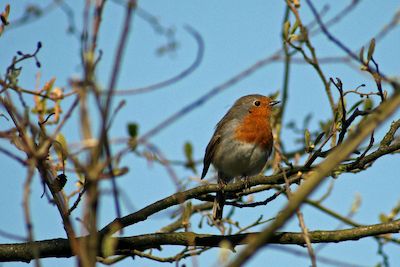 Wer singt denn da? Vogelstimmenexkursion für Beginnende
