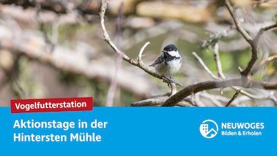 Vogelfutterstation bauen