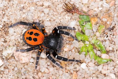 Vortrag - Insektenschutz im Naturgarten