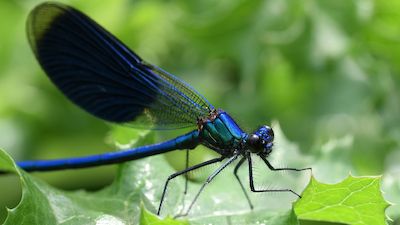 Facettenreiche Insekten