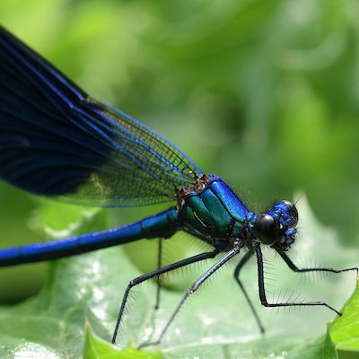 Facettenreiche Insekten