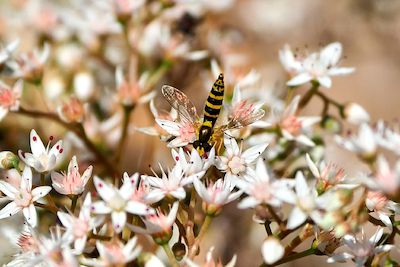 Vortrag Lebendige Insektenvielfalt