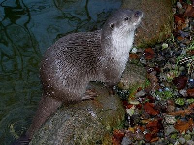 Vortrag über Biber und Fischotter in Mecklenburg-Vorpommern