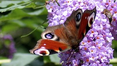 Schmetterlinge - flatterhafte Gesellen!?