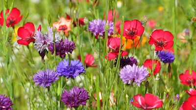 Blumenwiesen - was kreucht und fleucht am Insektenbuffet