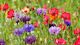Blumenwiesen - was kreucht und fleucht am Insektenbuffet