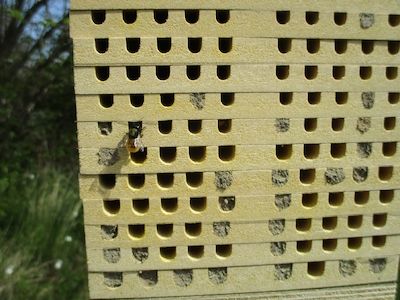 Vortrag über Wildbienen in unserer Landschaft
