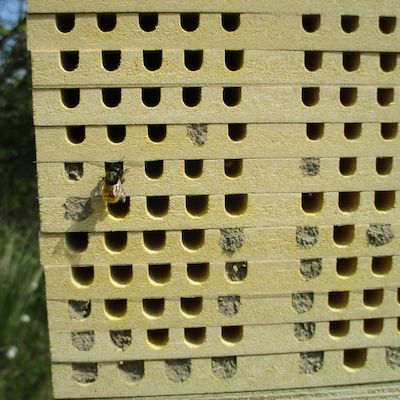 Vortrag über Wildbienen in unserer Landschaft
