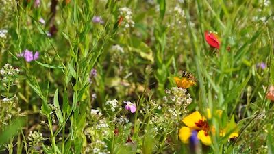 Aktionstag Insekten am Tag des Gartens