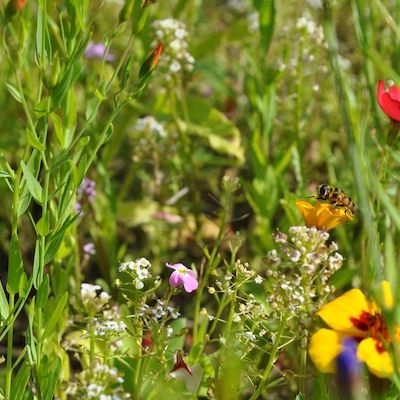 Aktionstag Insekten am Tag des Gartens