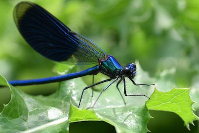 "Facettenreiche Insekten"