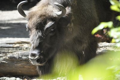 Laternenwanderung – – Tiere des hohen Nordens