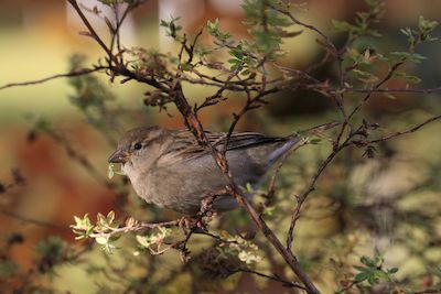 Bei dir piept’s wohl!? Winterfutter für Vögel vorbereiten