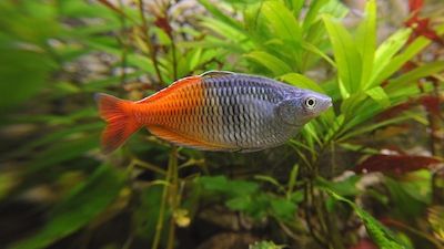 Tierpfleger-Sprechstunde im Aquarium