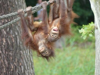 Kindertag im Zoo