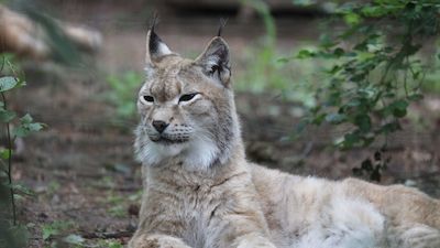 Mit allen Sinnen – Mikroabenteuer im Zoo