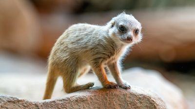 Kindertag im Zoo Rostock