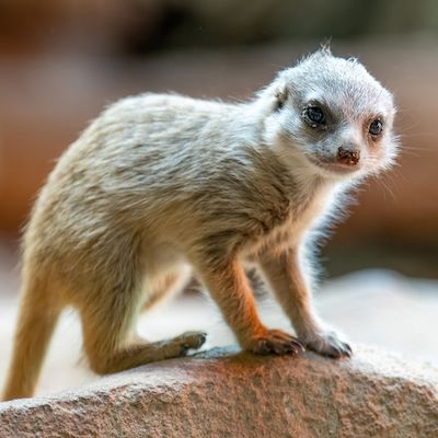 Kindertag im Zoo Rostock