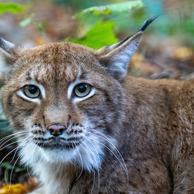 Mikroabenteuer im Zoo