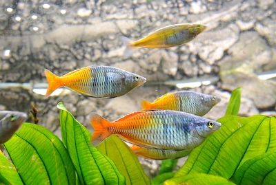 Tierpfleger-Sprechstunde im Aquarium