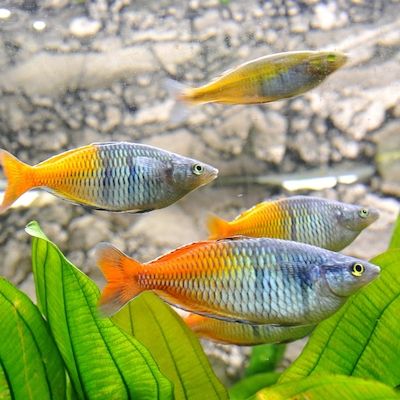 Tierpfleger-Sprechstunde im Aquarium