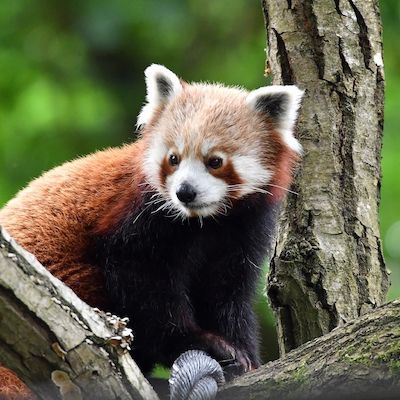 Tierischer Bastelspaß
