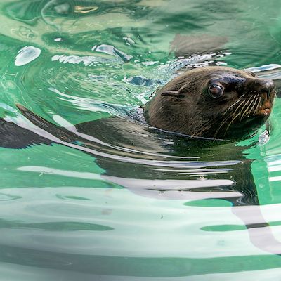 Robben ahoi! Eröffnungs-Wochenende im Zoo