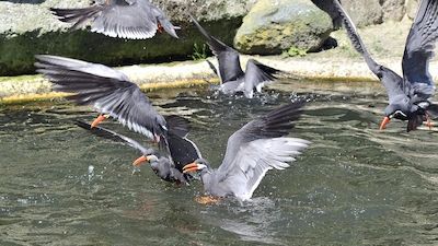 Sonntagsführung: Vögel am und im Wasser