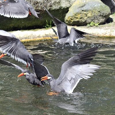 Sonntagsführung: Vögel am und im Wasser 