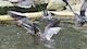 Sonntagsführung: Vögel am und im Wasser 