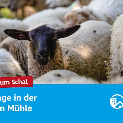 Vom Schaf zum Schal