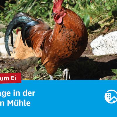 Vom Huhn zum Ei