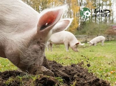 Arbeitstag im Land der Tiere