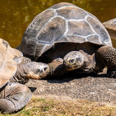 Kurzführungen zum Welt-Darwin-Tag