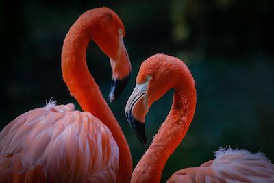 Valentinsführung - Sex, Motor der Evolution!