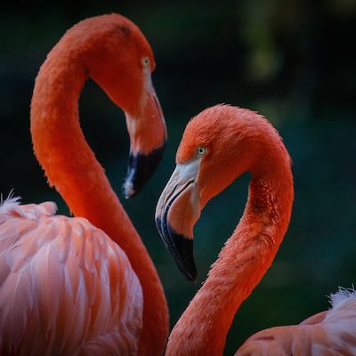 Valentinsführung - Sex, Motor der Evolution!