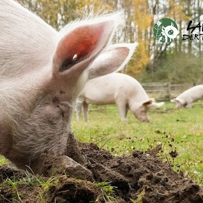 Arbeitstag im Land der Tiere