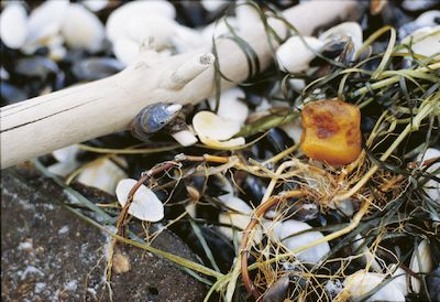 Bernsteinsuche für Kinder