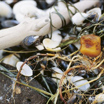 Bernsteinsuche für Kinder