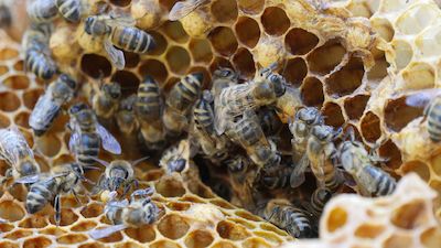 Eröffnung der Bienenwagen-Saison im Zoo Rostock